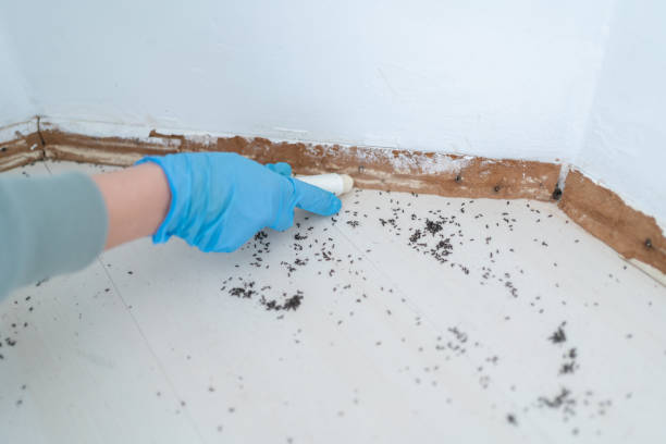 Best Mosquito Control Services  in Monticello, IL